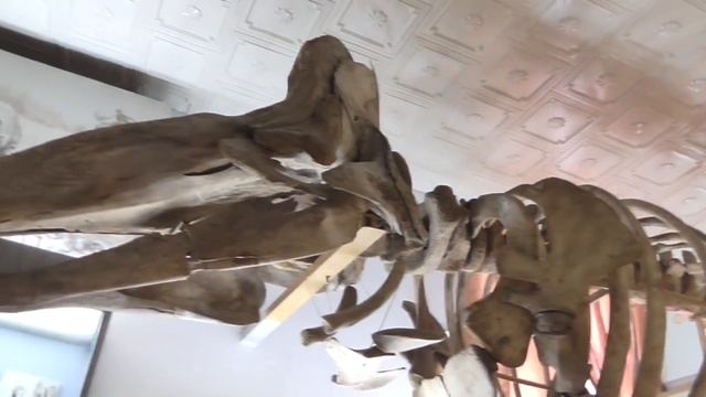 Палеонтологический Музей Динозавров Dinosaur Museum For Kids