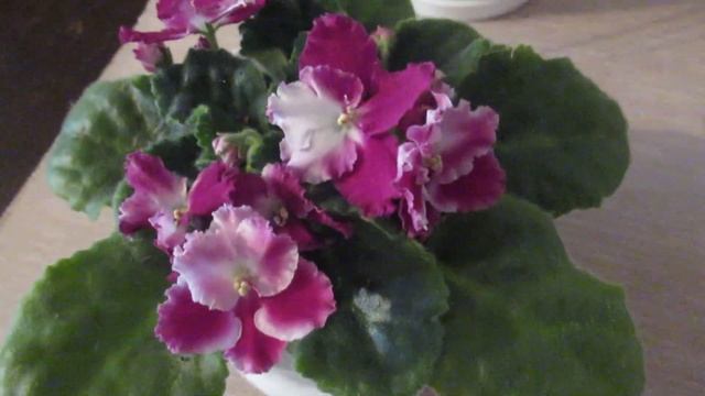 Как жара и холод влияют на фиалки. смотреть онлайн