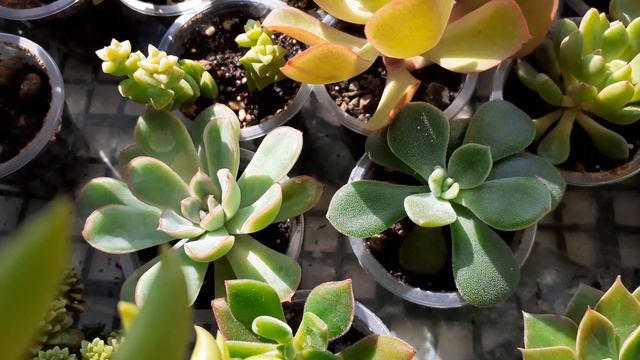 Обзор суккулентов на продажу 10.09.23г. смотреть онлайн
