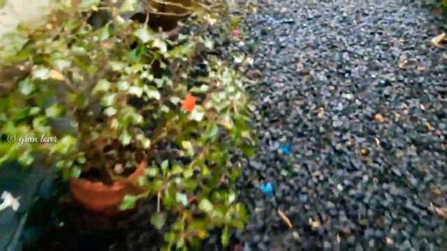 Garden Tour|Garden ideas|Garden setting ideas|verity plants and names смотреть онлайн