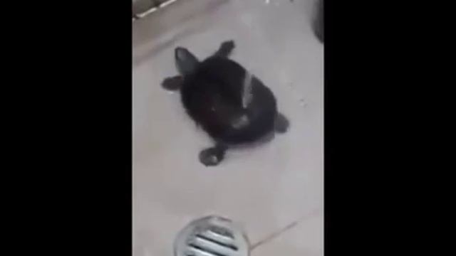 Черепаха танцует, принимая душ смотреть онлайн