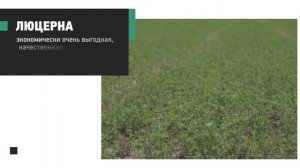 Кормовое медоносное растение люцерна