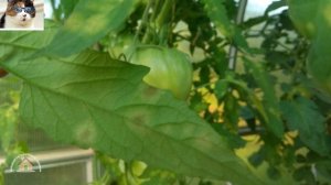 Кладоспориоз томатов меры борьбы и лечение. Чем обработать томаты от бурой пятнистости в теплице