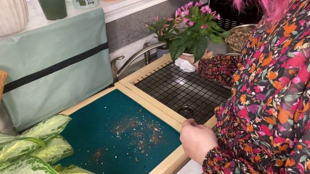REPOT WITH ME FT. PLANTFOLIO! | MARCH 2021 смотреть онлайн