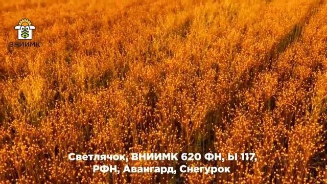 Как выбрать семена льна масличного? смотреть онлайн