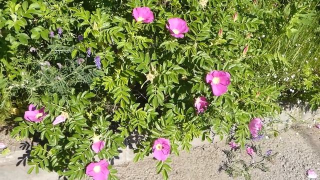 Фотоаппарат Panasonic Lumix DMC-TZ80 (ZS60), примеры видео, тест камеры видео с рук, Зум, помещение смотреть онлайн