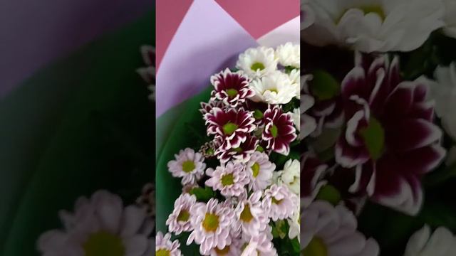 Букет хризантем смотреть онлайн
