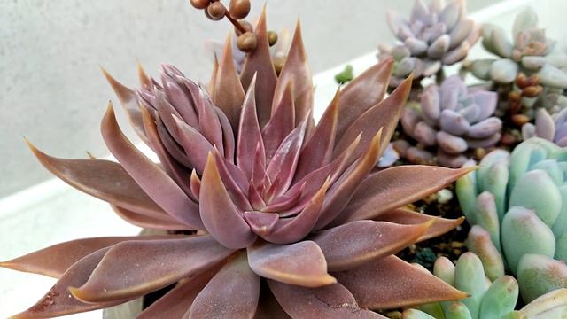 Echeveria Metallica смотреть онлайн