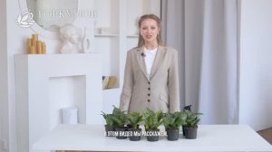 Сансивиерия - рекомендации по уходу