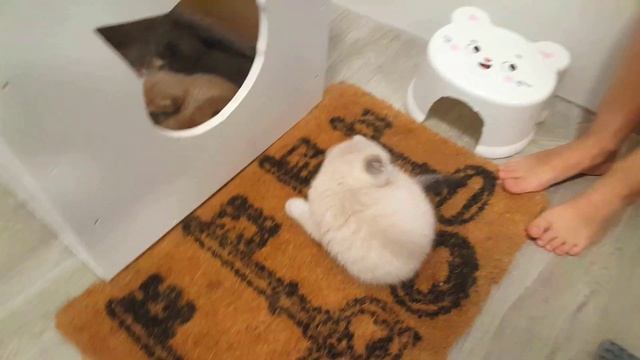 Сразу у ДВУХ кошек родились маленькие КОТЯТА! Шотландские вислоухие кошки / Дети играют с котятами смотреть онлайн