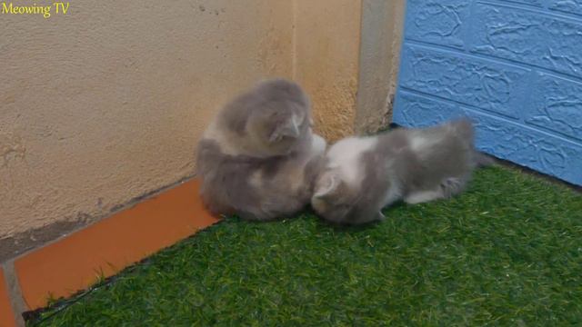 This Munchkin kitten will melt all pet lovers' hearts. смотреть онлайн