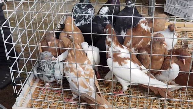 07.10.18.г Прохладный голубиный рынок.Cool pigeon market. смотреть онлайн