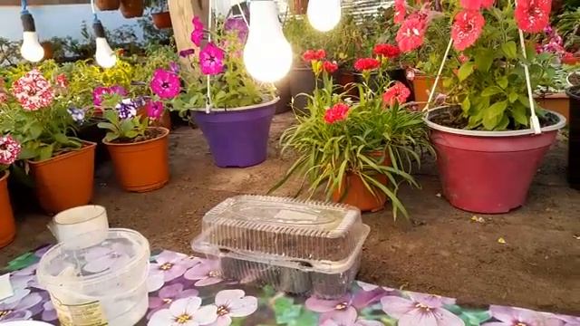 ПЕТУНИЯ 100% ВЫРАСТИТ посев в МНОГОРАЗОВЫЕ ТОРФЯНЫЕ ТАБЛЕТКИ сделанные из мусора. смотреть онлайн