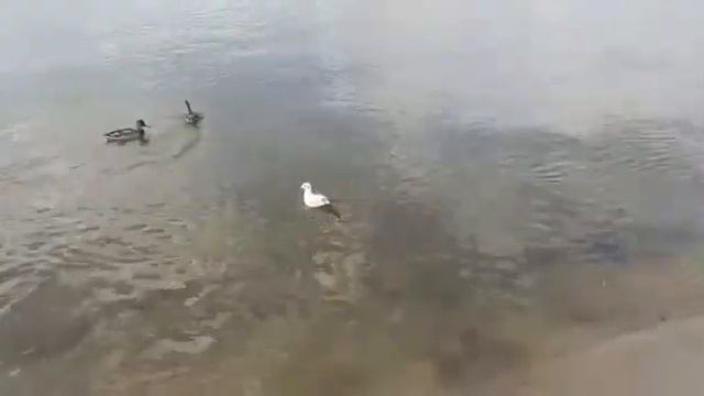 Воронежское ,,море" утки и чайки... смотреть онлайн