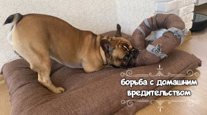 Как отучить собаку портить вещи