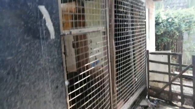 Выращивание поздних мускусных утят//Новости смотреть онлайн