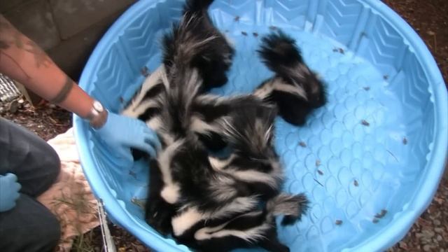 Young skunks learn to hunt insects at WildCare смотреть онлайн