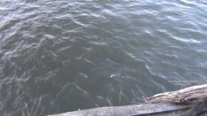 Ловля Ельца / Хороший клев Ельца / Настрой снасти / сбор наживки