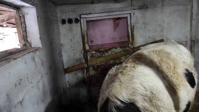 ПОЧЕМУ БЫКИ ПЛОХО РАСТУТ ЧТО ДЕЛАТЬ ЕСЛИ БЫКИ НЕ РАСТУТ Whyd Bo Bulls Grow Poorly