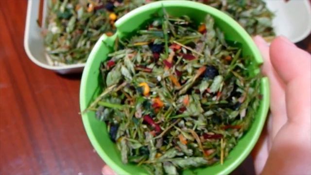 Попугаи открывают сезон поедания полезных зеленых заготовок. Много зелени для попугая. смотреть онлайн