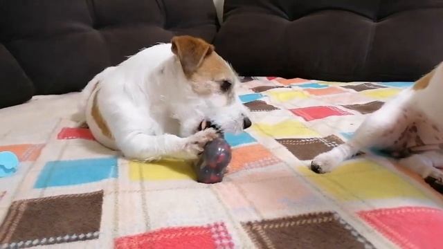Squeaky toy dog toy. Dogs chew on their squeaker toys. Sofa dogs ? смотреть онлайн