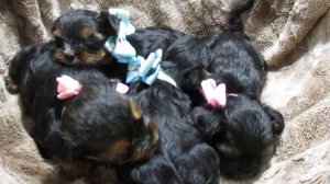 Как выбрать щенка?Йоркширский терьер 1 месяц