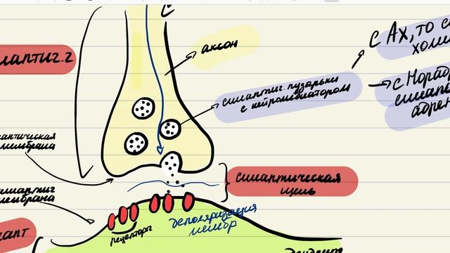 Классификация синапсов. Ультраструктура химических синапсов и механизм передачи нервного импульса.