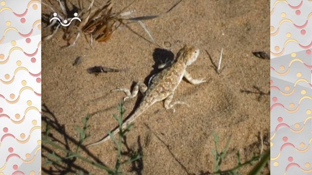 Школа Шишкиного Леса. География. Животный мир пустынь смотреть онлайн