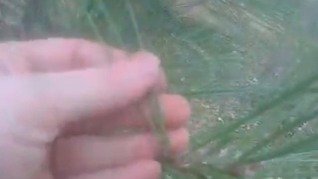 Сосна желтая (самосев в дендрарии) смотреть онлайн