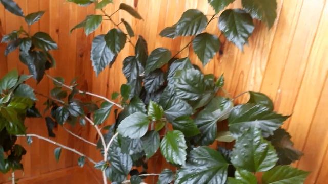 #hibiscus #домашниецветы #гибискус / Гибискус махровый  (лат.hibiscus Rosa-sinensis