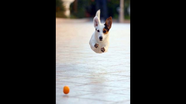 Джек-рассел-терьер (Jack Russell Terrier) - порода собак смотреть онлайн