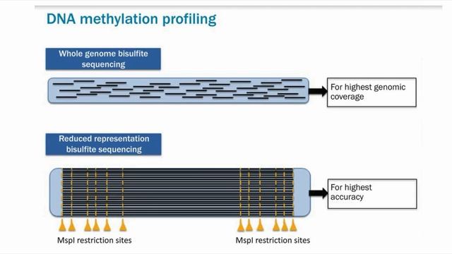 DNA methylation analysis by multiplexed reduced representation bisulfite sequencing (RRBS) смотреть онлайн