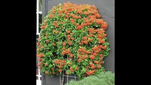 ПИРАКАНТА - ВЕЧНОЗЕЛЁНАЯ КРАСАВИЦА. НОВЫЙ СПОСОБ УКОРЕНЕНИЯ ЧЕРЕНКОВ,.