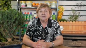 Бонсай ➡ Как вырастить бонсай дома или в саду?