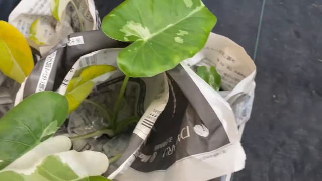 แกะกล่องเหมา Alocasiaโอกินาว่า #alocasia#alocasia#โอกินาว่า смотреть онлайн