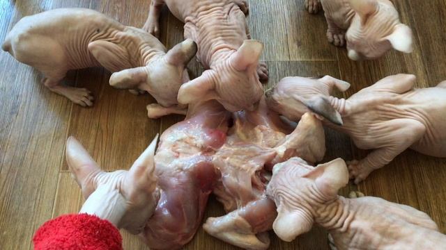 Сфинксы доели курочку | Они хищники