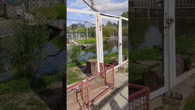 Гродно зоопарк смотреть онлайн