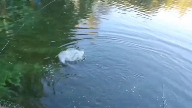 Запуск и клёв форели Белая Дача #рыбалка #форель смотреть онлайн