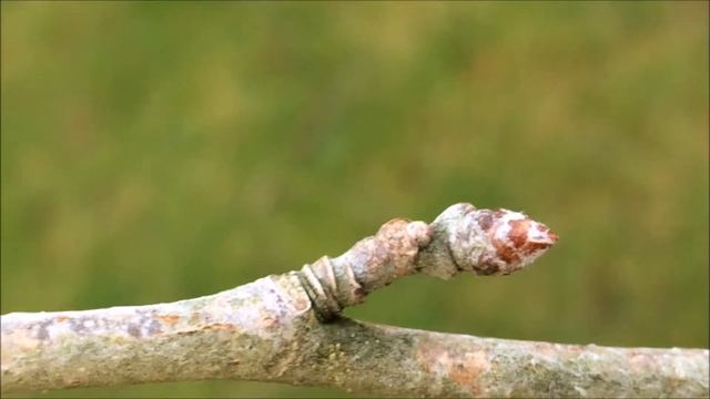 White Poplar (Populus alba) - buds close up - February 2018 смотреть онлайн