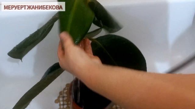 фикус гүлі Жапырағынтөмен түсірді емдеу.Фикус опустил листя смотреть онлайн