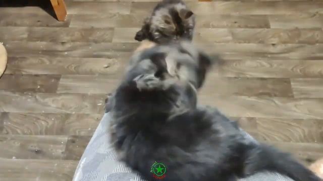 Feeding Maine Coon Cats And Kittens ? ? ? Maine coon food. How To Feed Your Cat Correctly? смотреть онлайн