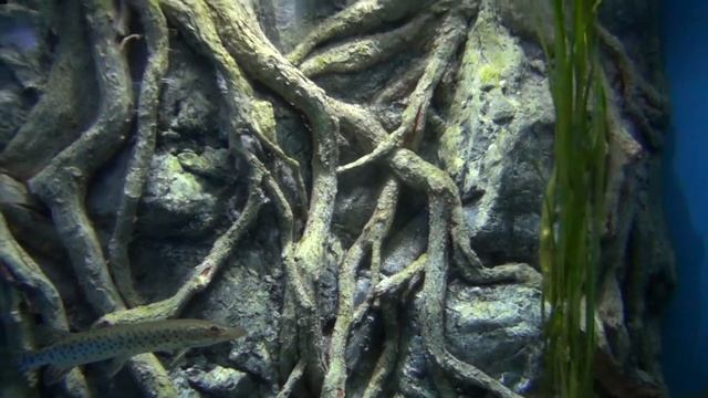 2.4 Океанариум Владивостока Часть- 3 Основная экскурсия смотреть онлайн