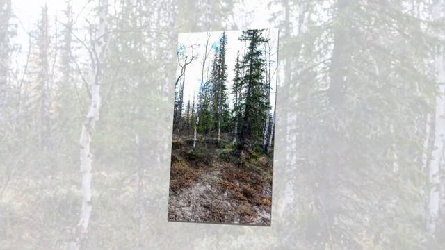 Улетают птицы смотреть онлайн