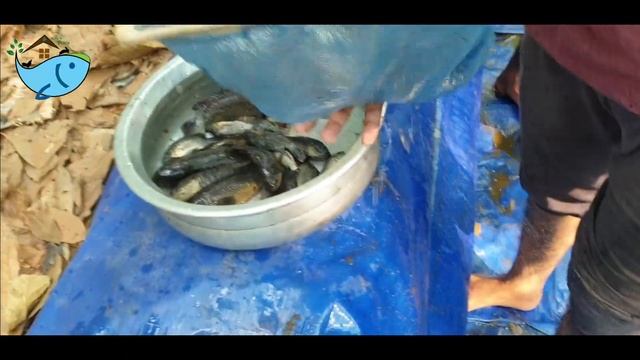 #Anabas fish growth|Anabas 4 months old #anabasgrowth #anabasfarming #fishtrap #anabas #paduthakula смотреть онлайн