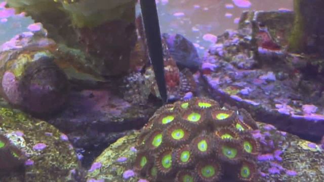 PARACENTROPOGON ZONATUS смотреть онлайн
