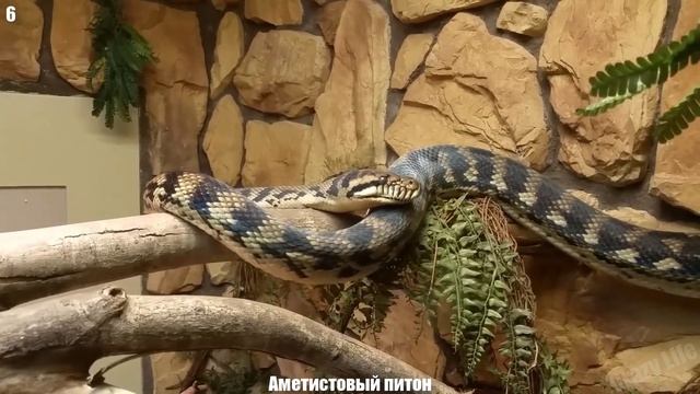 Топ 10 Самых Больших Змей в Мире про которые нужно Знать смотреть онлайн