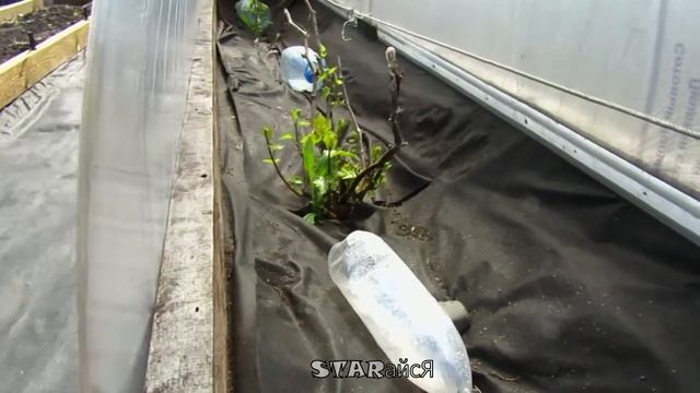 Виноград в Сибири. 2 июня, как перезимовал.....