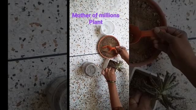 #propagation of plant mother of millions# 50% garden soil 50% sand смотреть онлайн