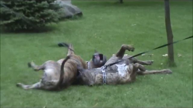 Dogo canario смотреть онлайн