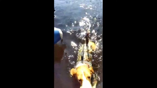 Жилет для собак SPASS